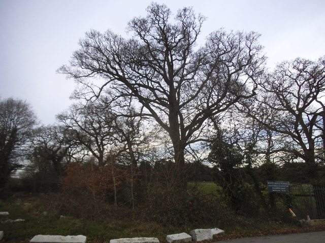 Trees by Seven Hills Road, Iver Heath