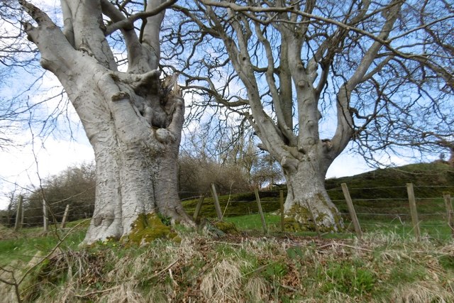 Old beeches near Beauly