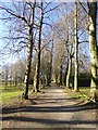 SX5155 : Avenue of trees, Saltram garden by David Smith