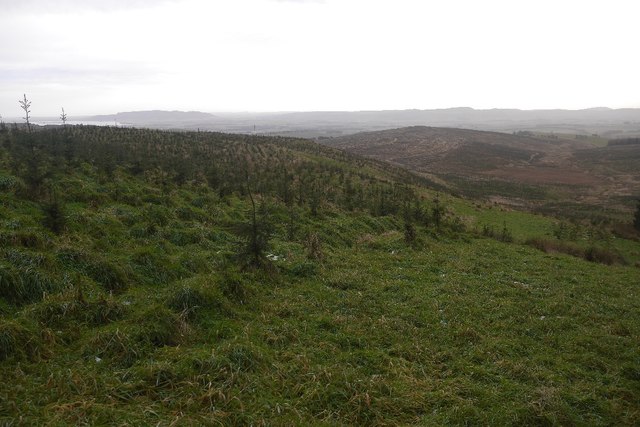 Young trees, Coalcraigy Hill
