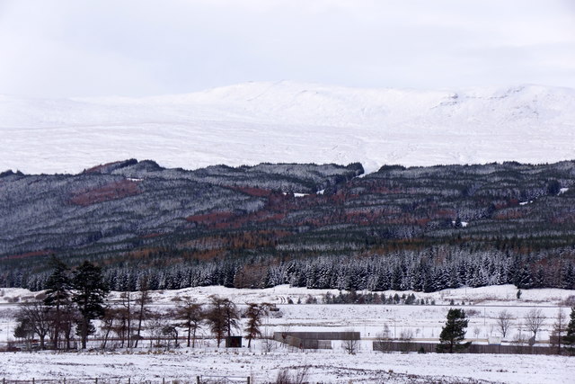Forestry, Dalwhinnie