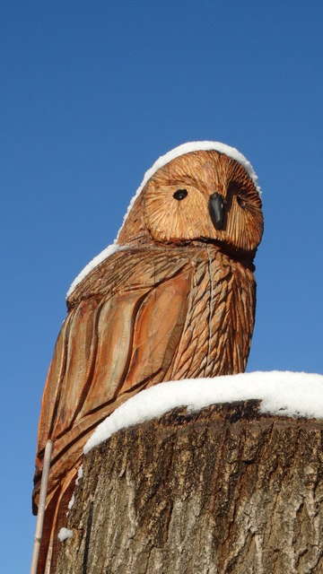'Snowy owl' by School Ln, Sandbach Heath