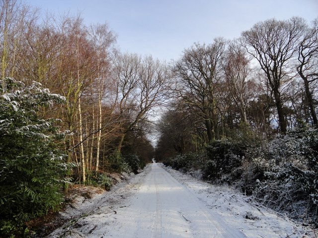 View up the drive © Robert Graham :: Geograph Britain and Ireland