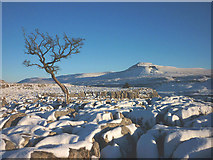 SD7075 : Hawthorn and snow, Twisleton Scar End by Karl and Ali