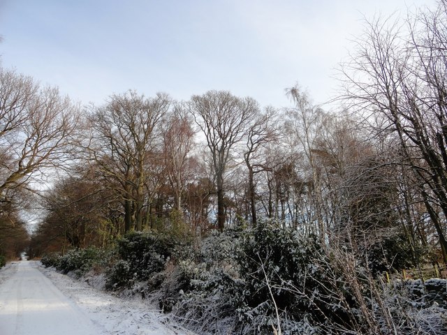 Beech wood in the snow