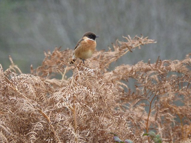 A stonechat