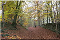SO8813 : Beech wood east of Prinknash Abbey by M Towers