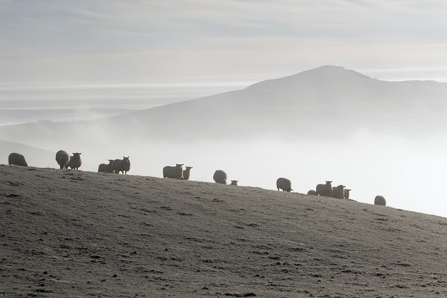 Grazing Sheep Near Minto Kames © Walter Baxter Geograph Britain And Ireland