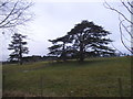 Fields in Childwickbury