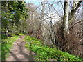 Elms on the riverside path, Craigie Estate, Ayr