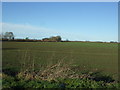 Young crop field near Charity Farm