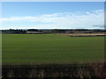 Winter cereal crop near Healam House Farm