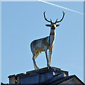 Hart on roof of White Hart, Salisbury