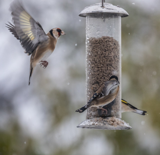 Goldfinches Feeding in the Snow