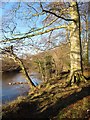 Beeches on the riverbank