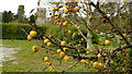 Crab apples at Aymestrey village hall