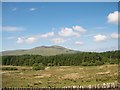 Forest at Graianog Crossing