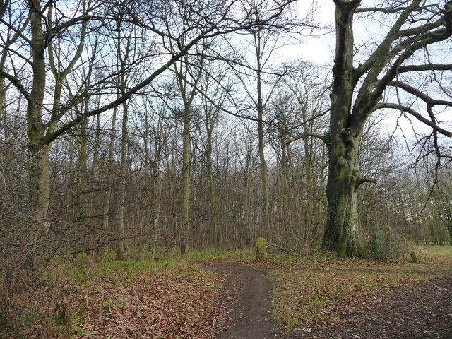 Squirrel Wood, Doncaster - area information, map, walks and more