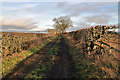 A farm track at Midlem