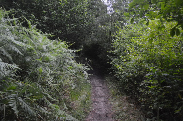 Footpath, Great Burrow Wood