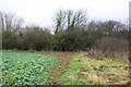 SP5623 : Corner of fodder crop field beside A4095 by Roger Templeman