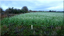 SO8255 : Cover crop at Temple Laugherne Farm by Jonathan Billinger