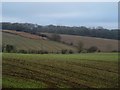 Winter wheat near Cumberlow Green Farm