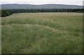 Grassland west of Muirkirk