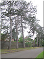 Tall trees on North Road 