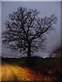 Tree on Mackerye End