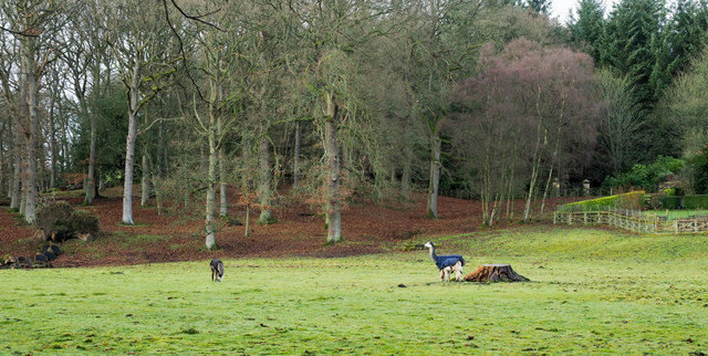 Llamas in field at Shull
