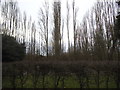 Rows of trees in Stanborough Park