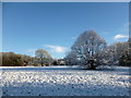 Former cricket pitch, Dalzell Estate