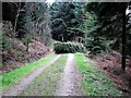 Fallen tree in Hargate Forest