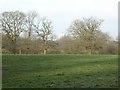 Field near Hollytree Farm