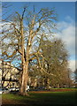 Trees along Park Parade, Harrogate