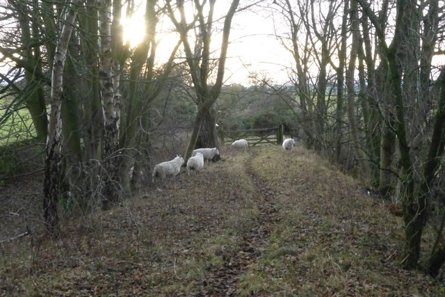 Sheep on the trackbed of the old Alnwick to Cornhill Railway
