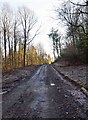 Forestry track in the Wyre Forest, nr Buttonoak