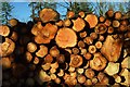 Close view of stacked logs, Wyre Forest, nr Buttonoak