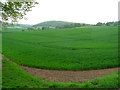 Wheat field west of Lodge Hill