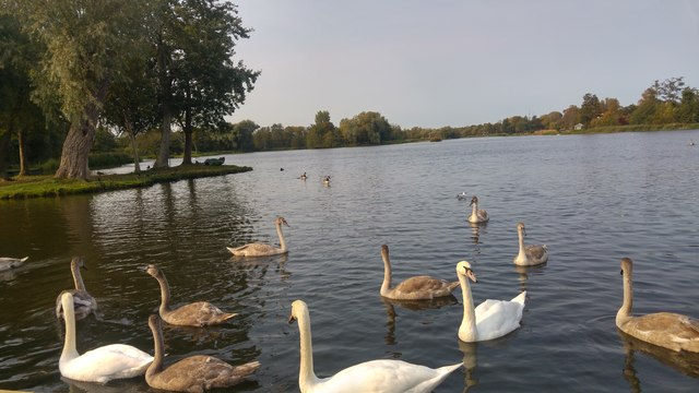 Swans on the Meare - Thorpeness, Suffolk
