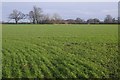 Winter cereals, Cruckton