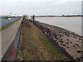 TQ5080 : River Thames and Thames Path at Jenningtree Point, near Belvedere by Malc McDonald