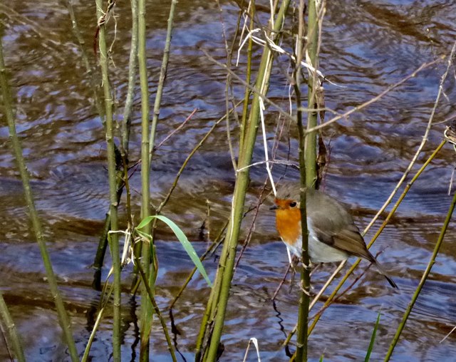 A robin perched along the Camowen River at Cranny