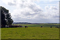 SU1342 : View from King Barrow Ridge towards Stonehenge by Phil Champion