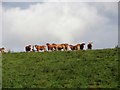 Grazing cows