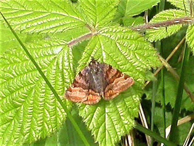 Burnet companion moth in Pond Wood, Brede High Woods