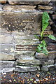 Benchmark on Carr Lane wall