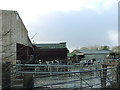 Cows at Common Farm