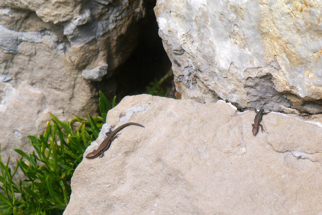Wall lizards at Winspit Quarry, Isle of Purbeck, Dorset